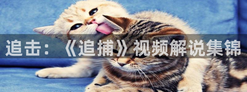 樱花视频17c