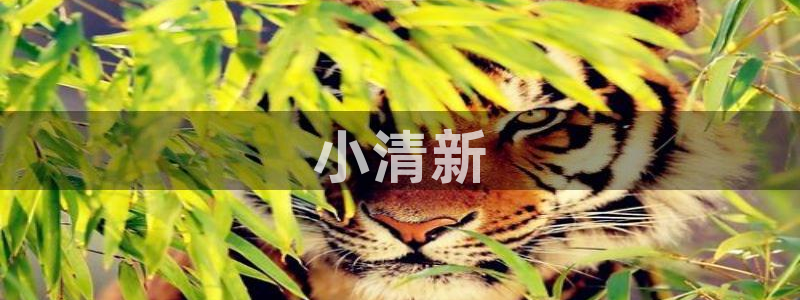 凹凸世界第四季樱花视频